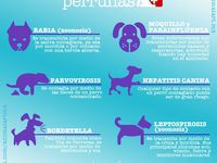 Cat Age Chart: Decoding Feline Lifespans