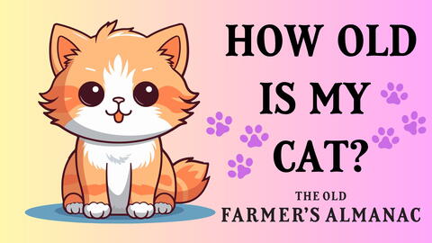 How to Calculate Cat Years in Human Terms